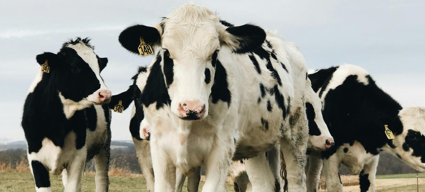 vaches laitières